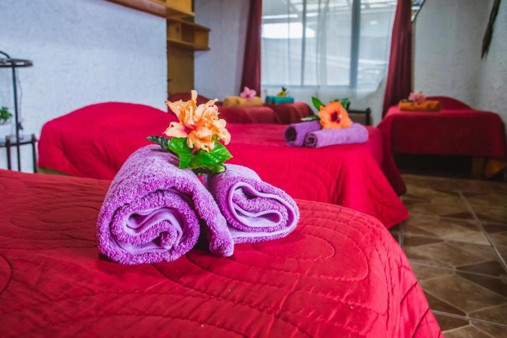 Cabanas & Hostal Tojika ハンガ・ロア エクステリア 写真